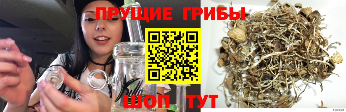 Псилоцибиновые грибы Psilocybe  Кимры 